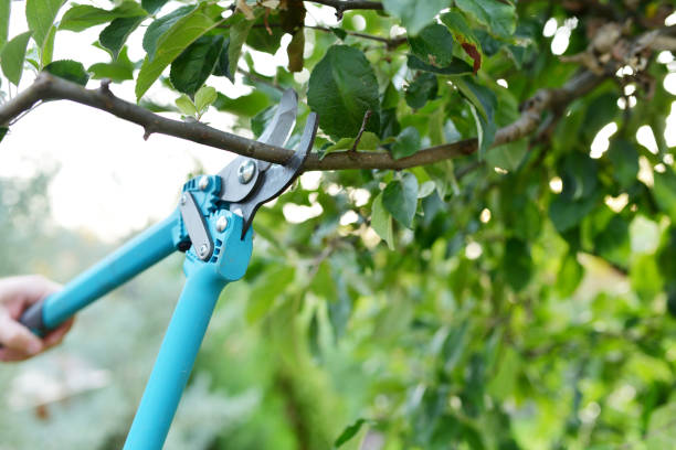 Best Arborist Services Near Me  in USA